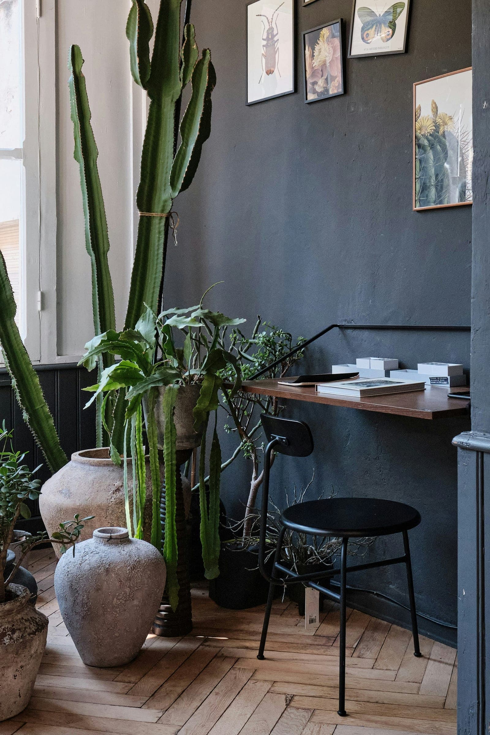 A study corner with a dark wall, a tall cactus and a small desk